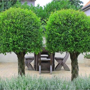 Pletená vŕba americká (Salix), výška 100-120 cm, kont. C7.5L